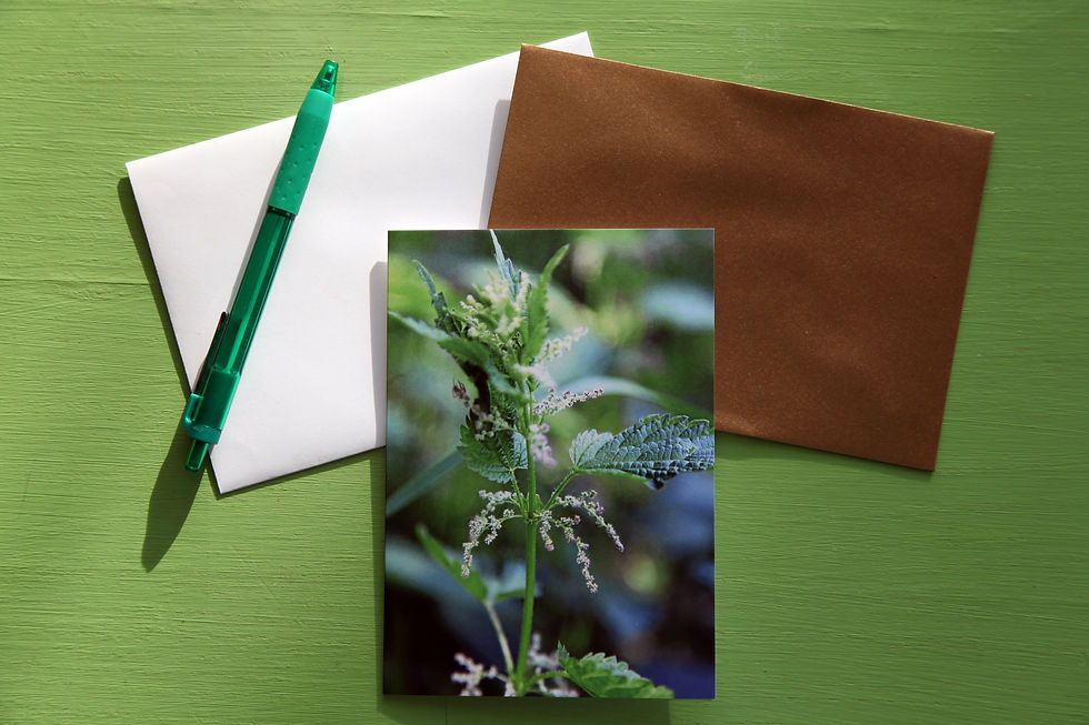 Thumbnail: Medicinal plant greeting cards