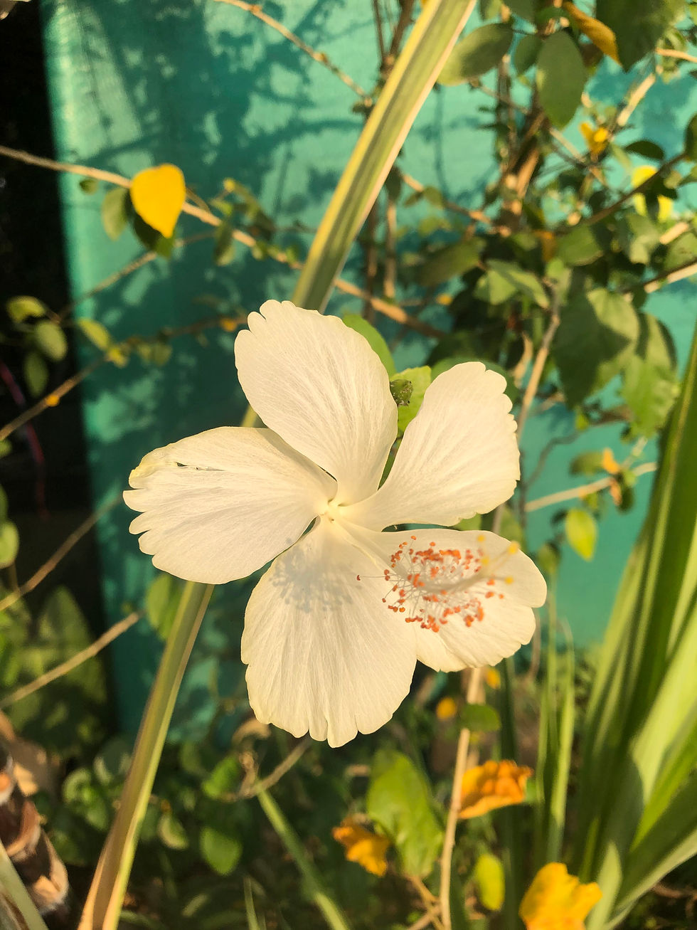 Online Free Breathwork - Breathing the Eternal Now