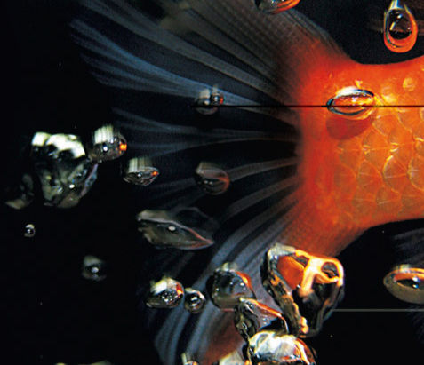 Atrapa el Pez Dorado: David Lynch y el Arte de Conectar con la Creatividad Interior