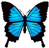 butterfly blue animation gif 130 milisecond.gif