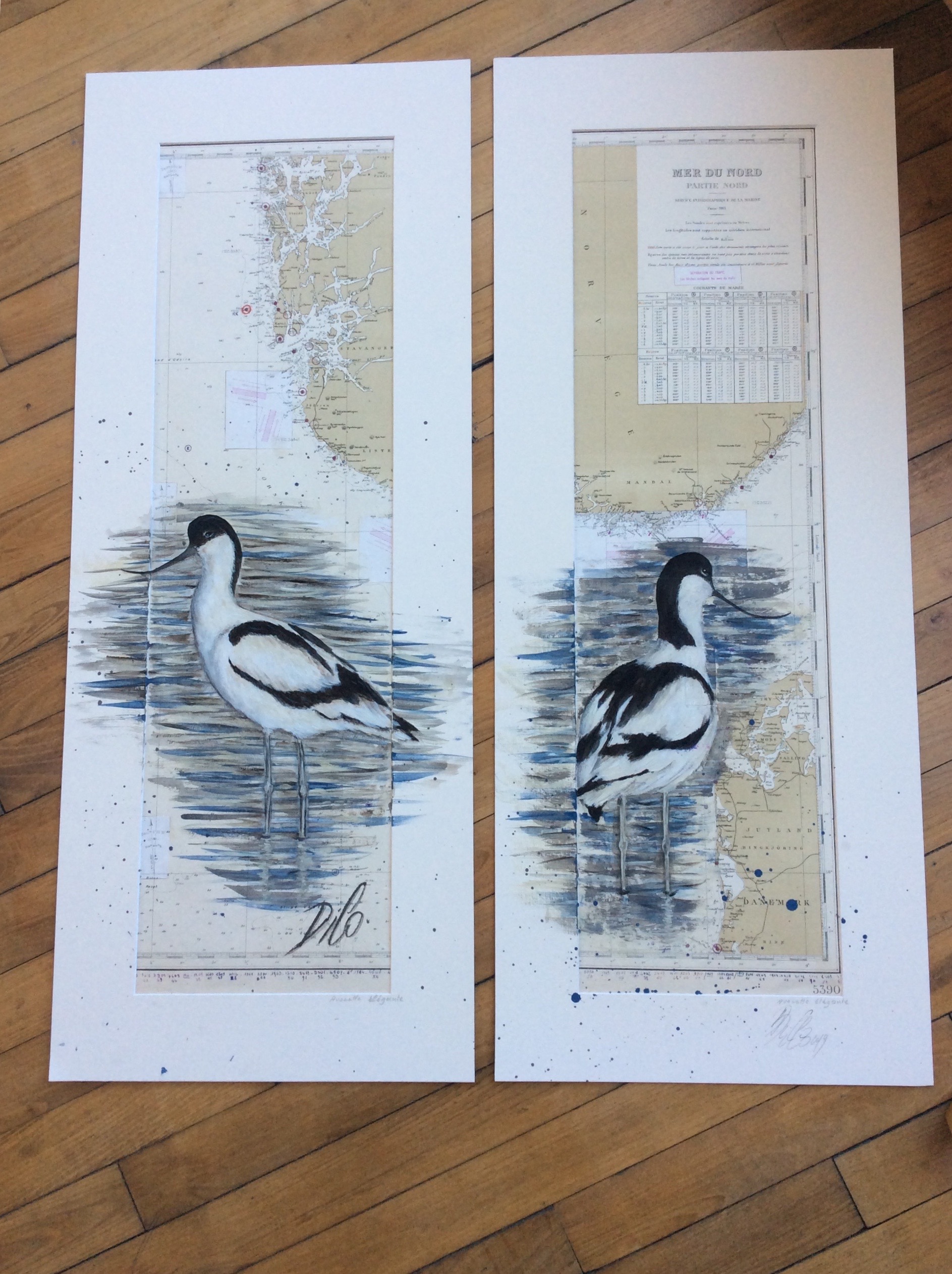 avocettes