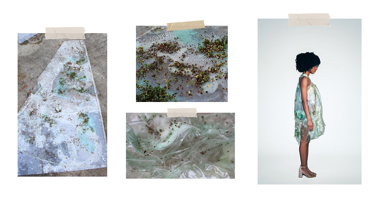 Herbarium Website Words15.jpg