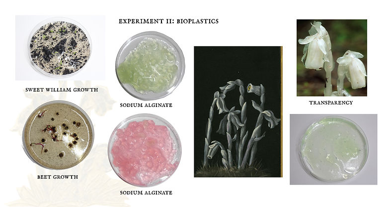 Herbarium Website Words7.jpg