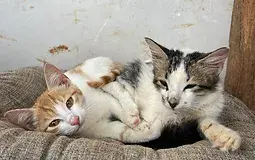 volunteer rescue center with cats.  Volunteer in Tanzania