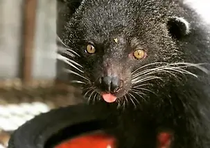 volunteer abroad indonesia, volunteer in Java, Wildlife rescue center program Asia, conservation projects in Indonesia 