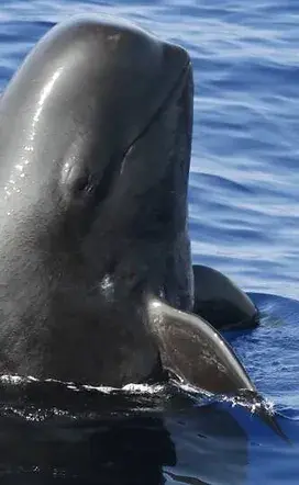 volunteer abroad Spain. Whale conservation projects. Marine projects Europe