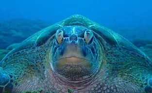 Marine conservation Bali, Volunteer Abroad, Turtle conservation