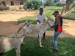 volunteer with donkeys in Tanzania. Volunteer abroad Tanzania