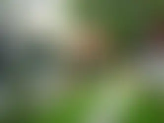 5 Phong Cách Trang Trí Sân Vườn Ngoài Trời Tuyệt Đỉnh Bạn Không Nên Bỏ Lỡ