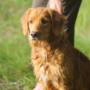 Belle Fox Playful Pirre tolleri novascotiannoutaja bellefox