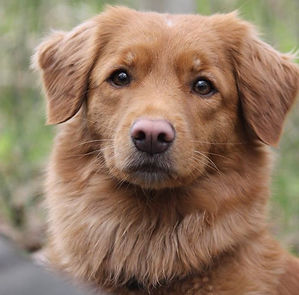 Belle Fox Chicago Hope Nekku tolleri novascotiannoutaja bellefox