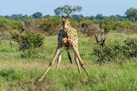 beautiful-shot-giraffe-spreading-its-front-legs-green-grass-ground-daytime.jpg