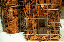 Soundcages, Sonic Waterloo