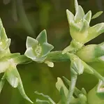 scleranthus (2).webp