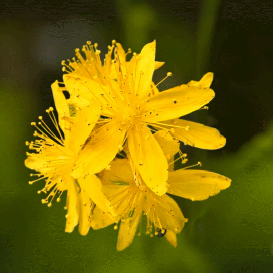 agrimony.gif