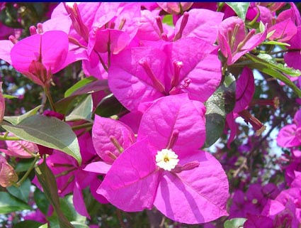 サンパウロに咲く花-6.jpg