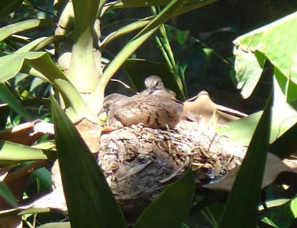 庭に訪れる鳥昆虫-12.jpg
