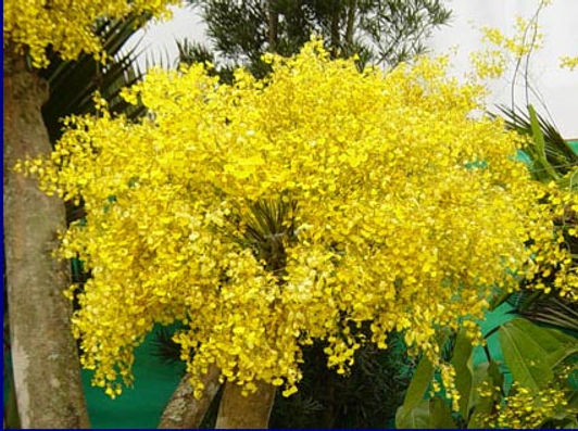 サンパウロに咲く花-32.jpg