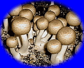 araricus-1.gif