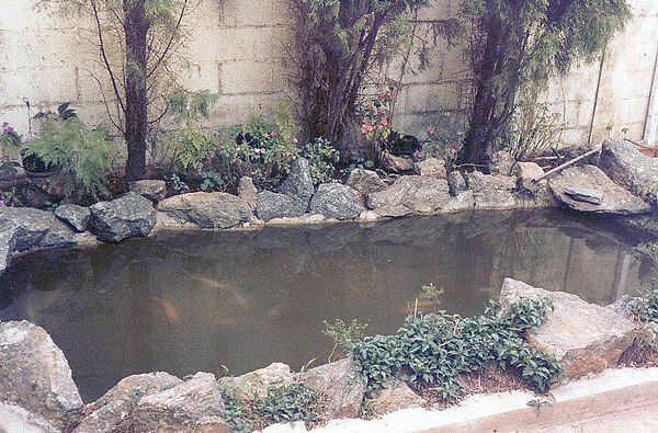 裏庭の池-3.jpg