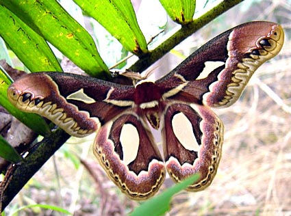庭に訪れる鳥昆虫-7.jpg