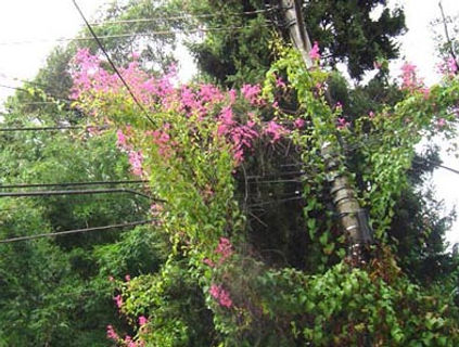 サンパウロに咲く花-31.jpg