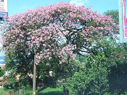 サンパウロに咲く花-19.jpg