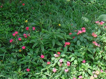 サンパウロに咲く花-29.jpg