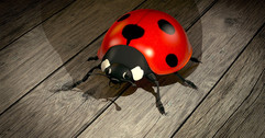 ladybug-1919218_1280.jpeg