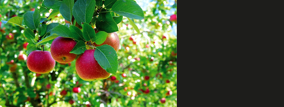 Apfel.jpg