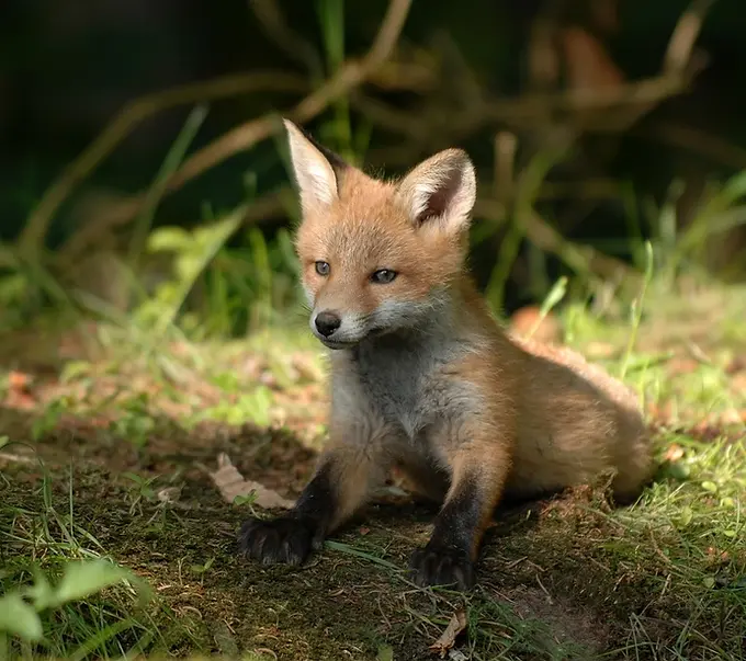 mammals-3218028_1280.webp