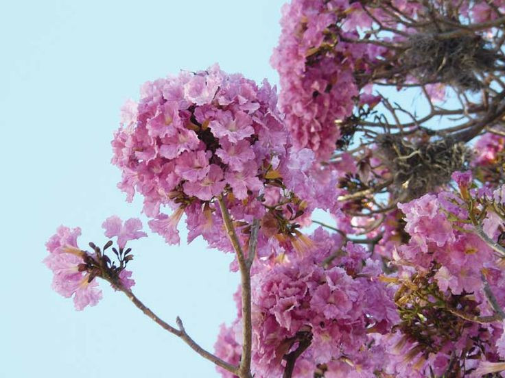 Árboles ornamentales