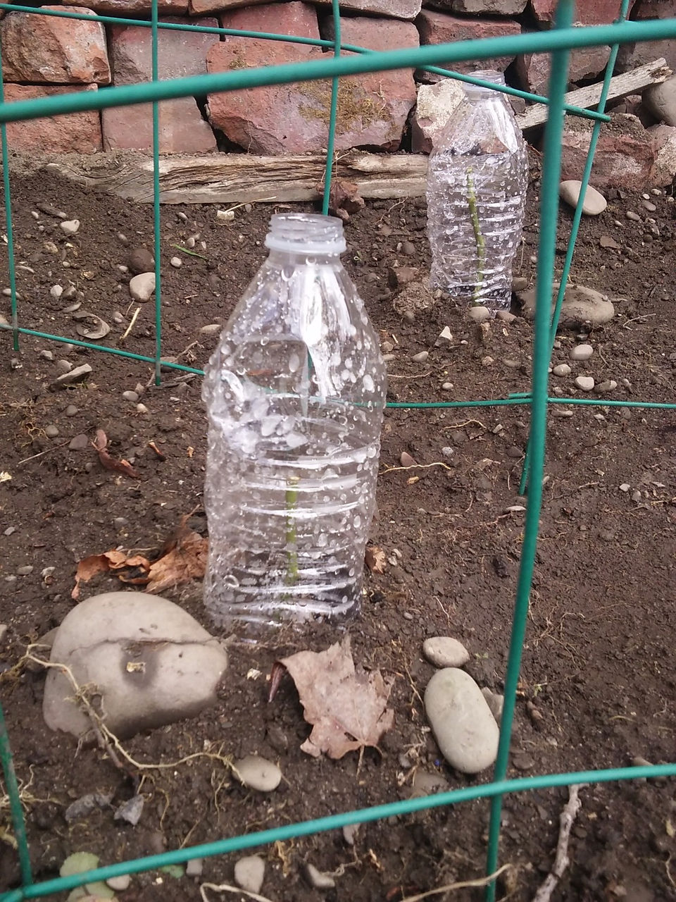 rose mini greenhouse