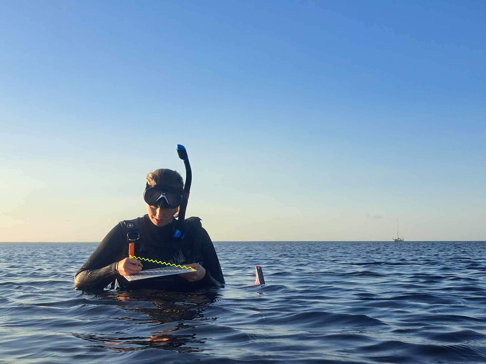 Webinar: The Global Importance of Seagrass Conservation