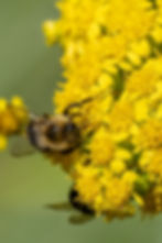 Webinar: Pollinators and their Life Cycles