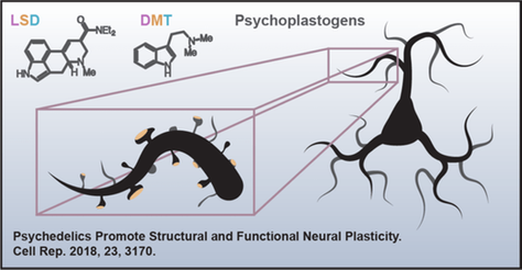 A brief review of psychedelics’ biological and psychological mechanisms
