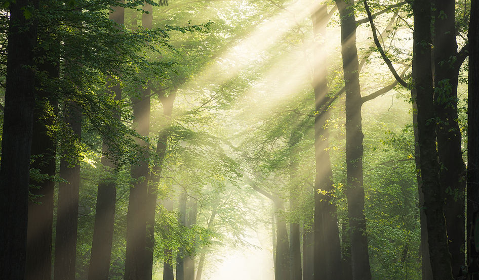 pathway-middle-green-leafed-trees-with-sun-shining-through-branches (1)_edited.jpg