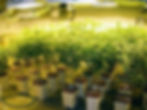 Hydroponic growing operation