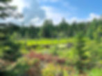 Bog in White Mountain National Forest, North Conway New Hampshire