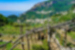 Terraced Vineyards on Ravello one day itinerary; Amalfi Coast, Italy