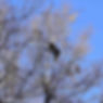Bear Climbing a Tree on Hyatt Lane in Caves Cove | Great Smoky Mountains National Park