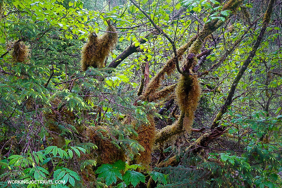 Misty Fjords Rainforest | Ketchikan Alaska Excursions