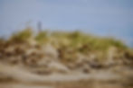 Sea Grass Along the Trail | Martha's Vineyard Cape Cod