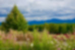 Meadow in the White Mountains : Things to do in North Conway NH