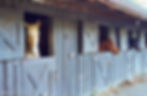 Horseback Riding at Skyland Stables in Shenandoah National Park Virginia