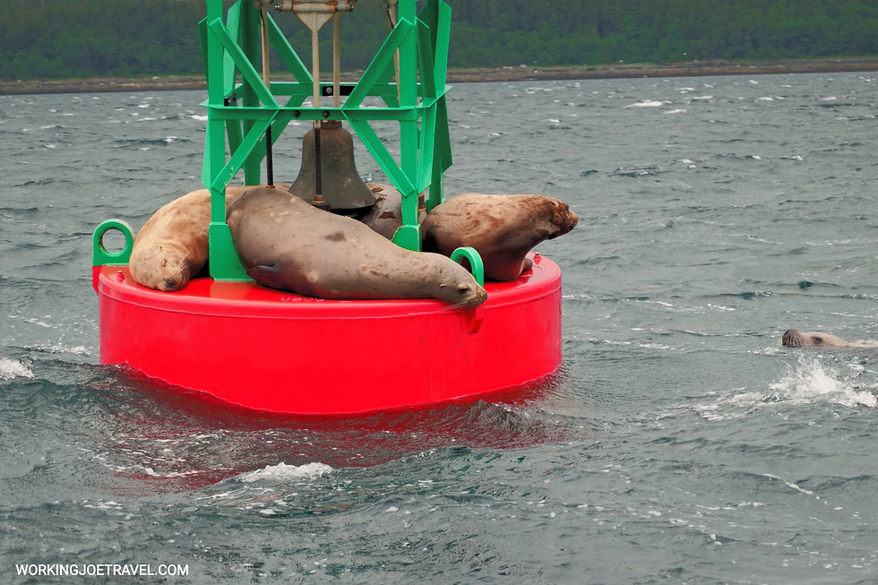 Sea Lions on a Buoy - Alaska Travel