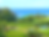 Taro Fields | Keanae Peninsula | Road to Hana