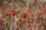 Berries in the Field | Martha's Vineyard Day Trip | Cape Cod, Massachusetts