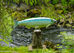 Yeltatzie Salmon Sculpture on Ketchikan Creek, Alaska USA
