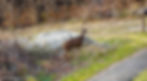 Wildlife Viewing at Skyland Lodge Shenandoah